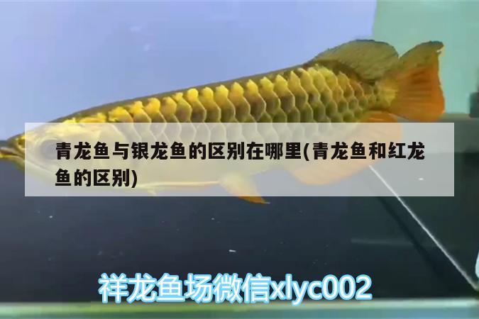 青龍魚與銀龍魚的區(qū)別在哪里(青龍魚和紅龍魚的區(qū)別) 青龍魚