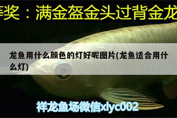 龍魚用什么顏色的燈好呢圖片(龍魚適合用什么燈)