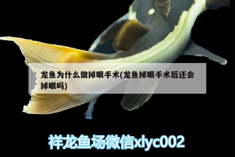 龍魚為什么做掉眼手術(shù)(龍魚掉眼手術(shù)后還會掉眼嗎) 白子金龍魚