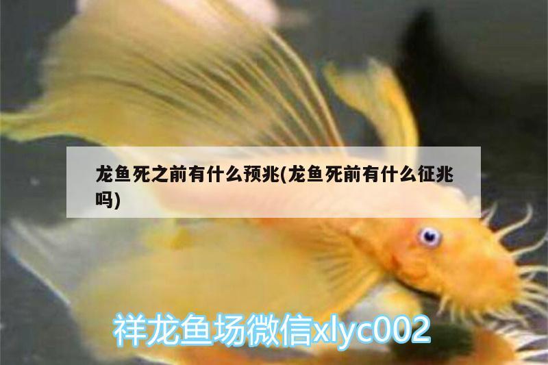 龍魚死之前有什么預(yù)兆(龍魚死前有什么征兆嗎)