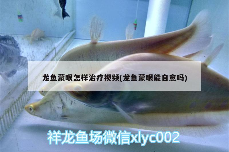 龍魚蒙眼怎樣治療視頻(龍魚蒙眼能自愈嗎)