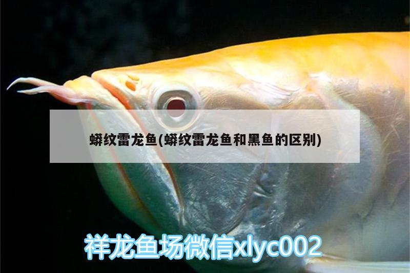 蟒紋雷龍魚(蟒紋雷龍魚和黑魚的區(qū)別) 潛水泵