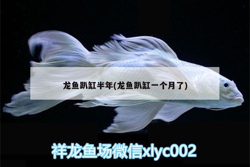 龍魚(yú)趴缸半年(龍魚(yú)趴缸一個(gè)月了) 黑桃A魚(yú)