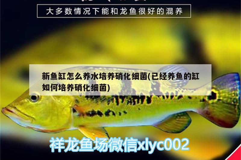 新魚缸怎么養(yǎng)水培養(yǎng)硝化細菌(已經(jīng)養(yǎng)魚的缸如何培養(yǎng)硝化細菌) 硝化細菌