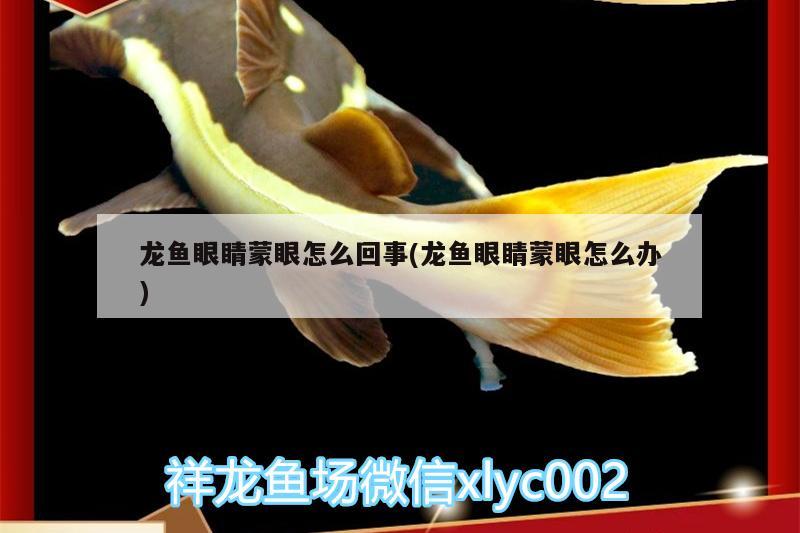 龍魚眼睛蒙眼怎么回事(龍魚眼睛蒙眼怎么辦) 白條過背金龍魚