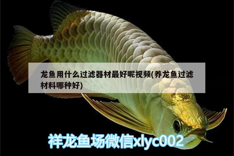 龍魚用什么過(guò)濾器材最好呢視頻(養(yǎng)龍魚過(guò)濾材料哪種好)