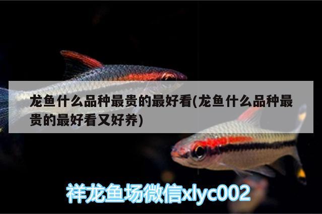 海西蒙古族藏族自治州觀賞魚(yú)市場(chǎng)更新?tīng)顟B(tài)來(lái)啦