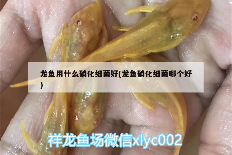 龍魚用什么硝化細(xì)菌好(龍魚硝化細(xì)菌哪個好)