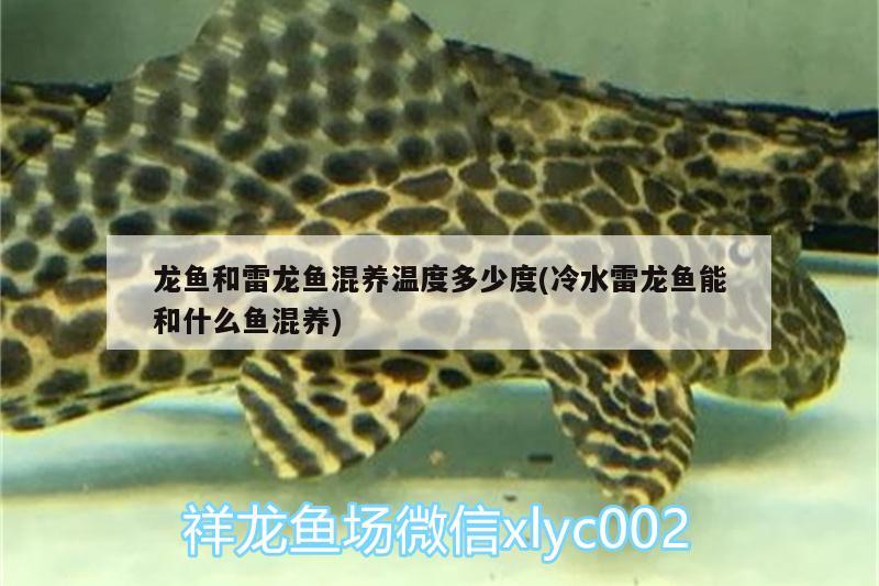 龍魚和雷龍魚混養(yǎng)溫度多少度(冷水雷龍魚能和什么魚混養(yǎng))