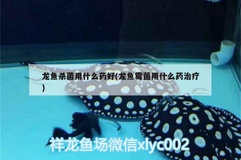 龍魚殺菌用什么藥好(龍魚霉菌用什么藥治療) 白子球鯊魚