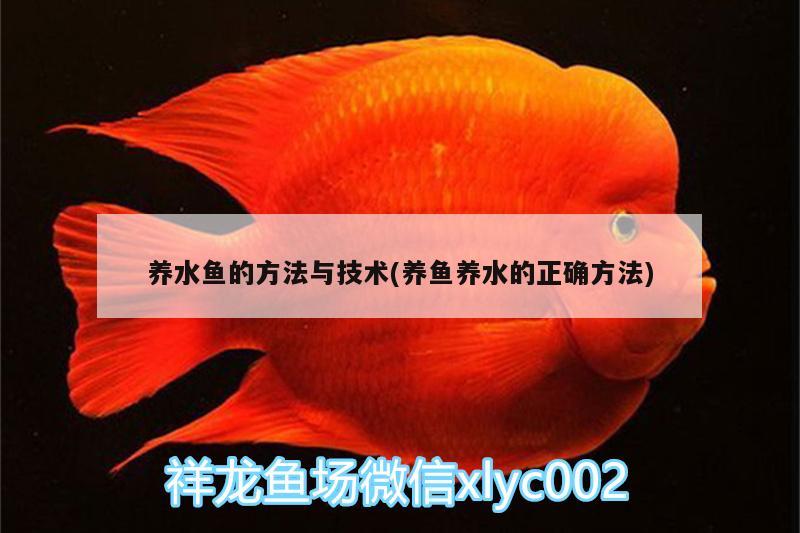 養(yǎng)水魚的方法與技術(shù)(養(yǎng)魚養(yǎng)水的正確方法)