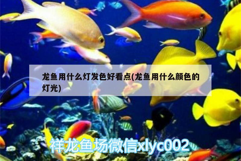 龍魚用什么燈發(fā)色好看點(龍魚用什么顏色的燈光) PH調(diào)節(jié)劑 第1張