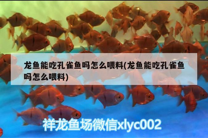 常見淡水觀賞魚魚種類有哪些（淡水漁業(yè)有哪些） 青龍魚 第2張