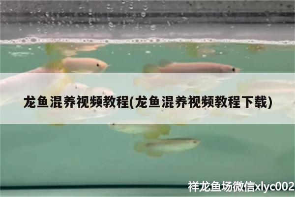 龍魚(yú)混養(yǎng)視頻教程(龍魚(yú)混養(yǎng)視頻教程下載) 古典過(guò)背金龍魚(yú)