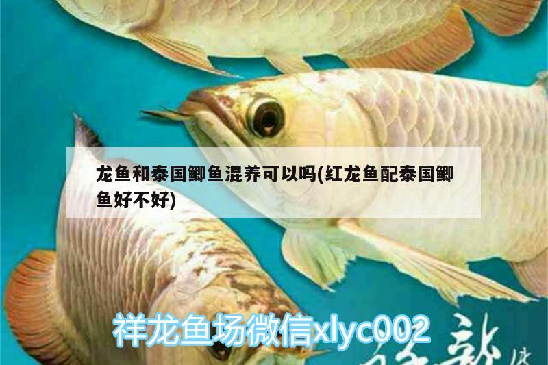 龍魚(yú)和泰國(guó)鯽魚(yú)混養(yǎng)可以嗎(紅龍魚(yú)配泰國(guó)鯽魚(yú)好不好) 龍魚(yú)百科