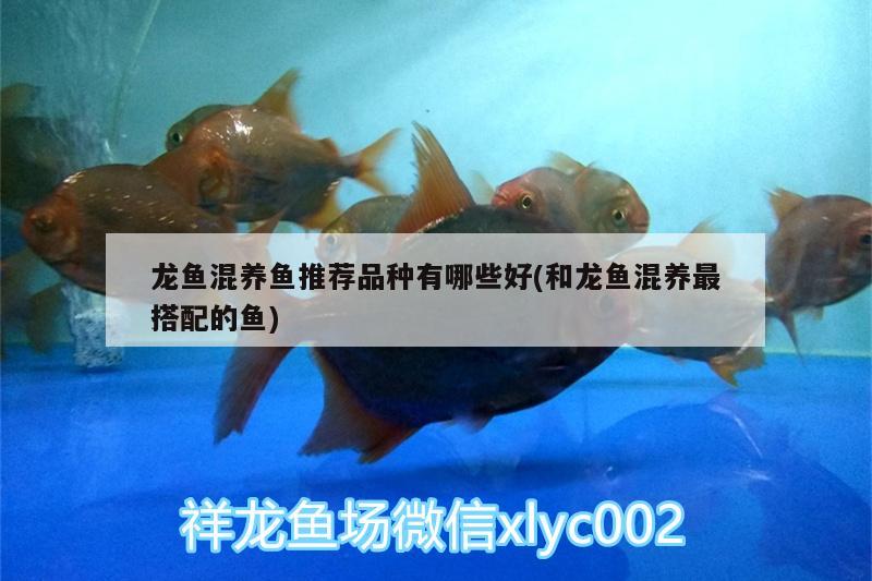 龍魚(yú)混養(yǎng)魚(yú)推薦品種有哪些好(和龍魚(yú)混養(yǎng)最搭配的魚(yú))