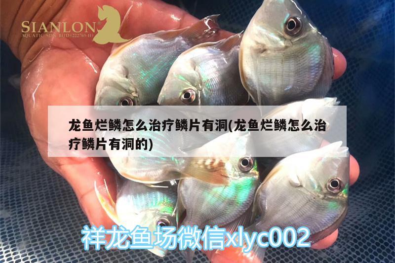 龍魚(yú)爛鱗怎么治療鱗片有洞(龍魚(yú)爛鱗怎么治療鱗片有洞的)