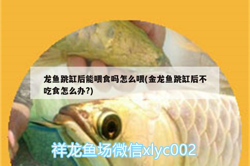 龍魚跳缸后能喂食嗎怎么喂(金龍魚跳缸后不吃食怎么辦?) 水族用品