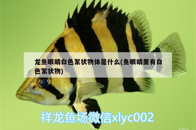 龍魚眼睛白色絮狀物體是什么(魚眼睛里有白色絮狀物) 蘇虎