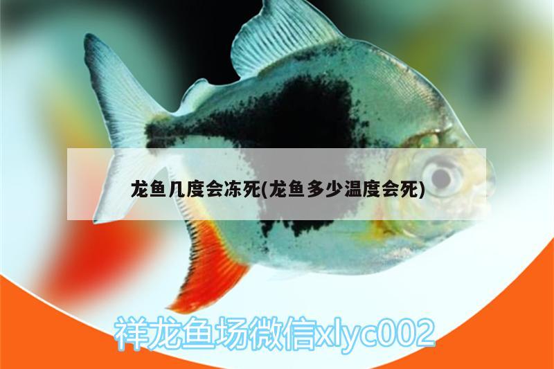 龍魚幾度會(huì)凍死(龍魚多少溫度會(huì)死) 白子關(guān)刀魚苗