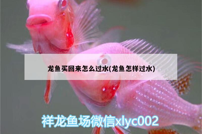 龍魚買回來怎么過水(龍魚怎樣過水)