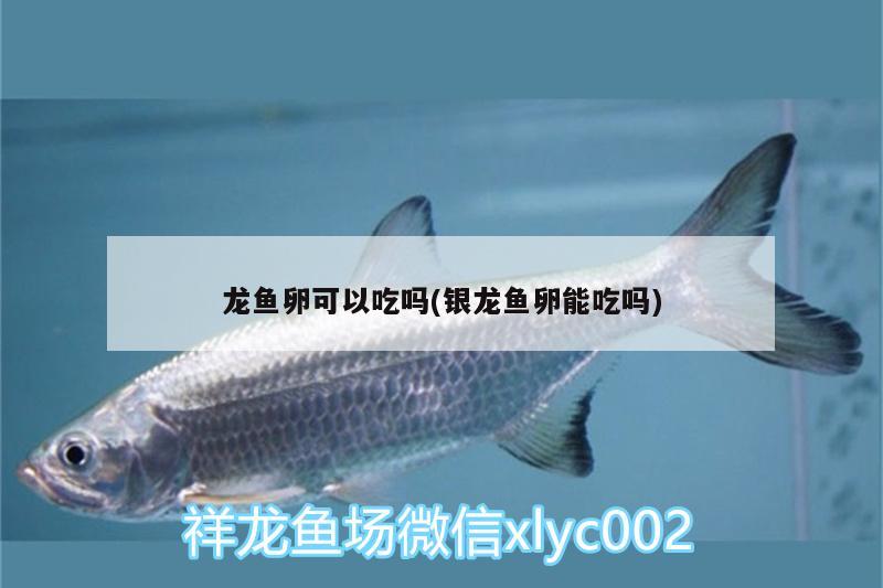 龍魚卵可以吃嗎(銀龍魚卵能吃嗎)