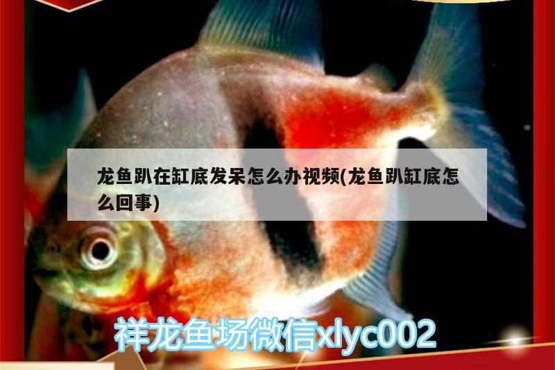 龍魚趴在缸底發(fā)呆怎么辦視頻(龍魚趴缸底怎么回事) 大正錦鯉魚