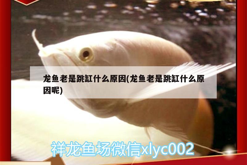 龍魚老是跳缸什么原因(龍魚老是跳缸什么原因呢)