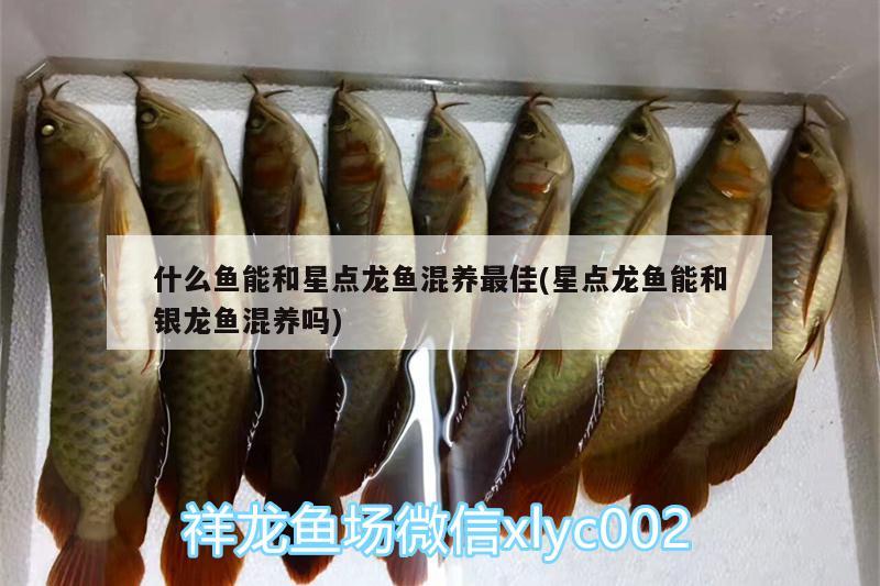 什么魚能和星點(diǎn)龍魚混養(yǎng)最佳(星點(diǎn)龍魚能和銀龍魚混養(yǎng)嗎) 銀龍魚