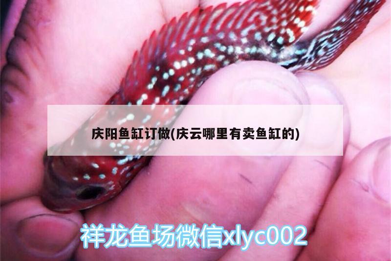 慶陽魚缸訂做(慶云哪里有賣魚缸的)