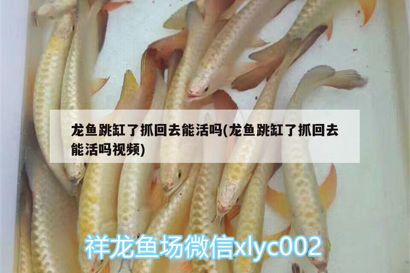 龍魚跳缸了抓回去能活嗎(龍魚跳缸了抓回去能活嗎視頻) 祥龍傳奇品牌魚缸