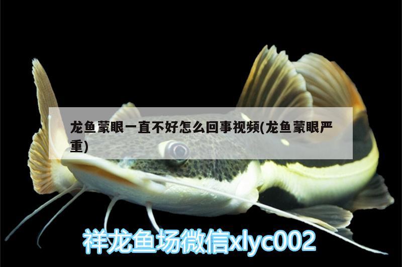 龍魚蒙眼一直不好怎么回事視頻(龍魚蒙眼嚴(yán)重)