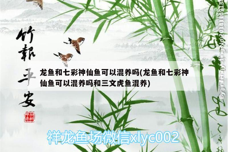 龍魚和七彩神仙魚可以混養(yǎng)嗎(龍魚和七彩神仙魚可以混養(yǎng)嗎和三文虎魚混養(yǎng)) 虎魚百科