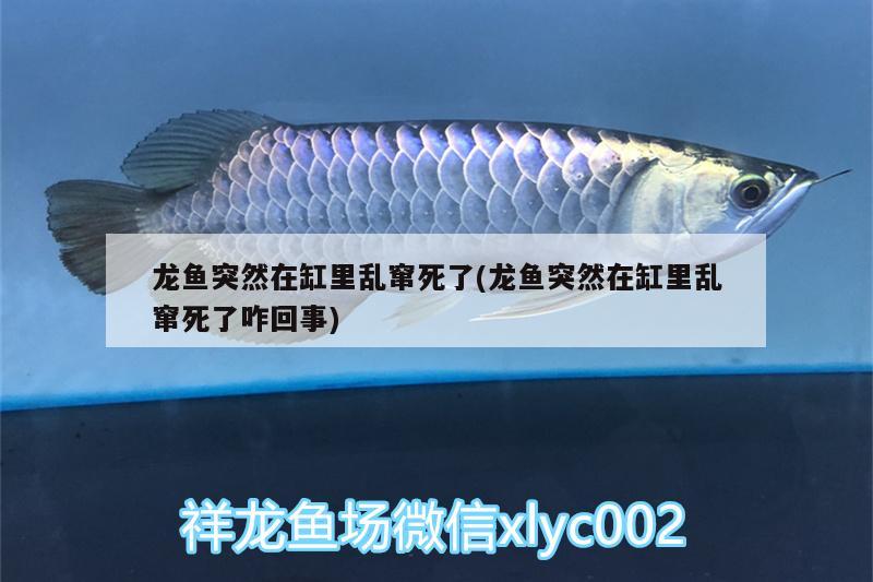 龍魚突然在缸里亂竄死了(龍魚突然在缸里亂竄死了咋回事) 玫瑰銀版魚