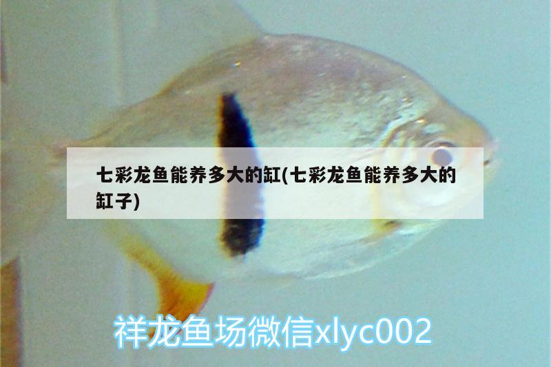 七彩龍魚能養(yǎng)多大的缸(七彩龍魚能養(yǎng)多大的缸子)