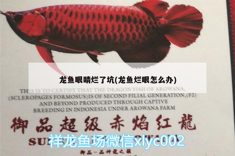 龍魚眼睛爛了坑(龍魚爛眼怎么辦) 水族世界