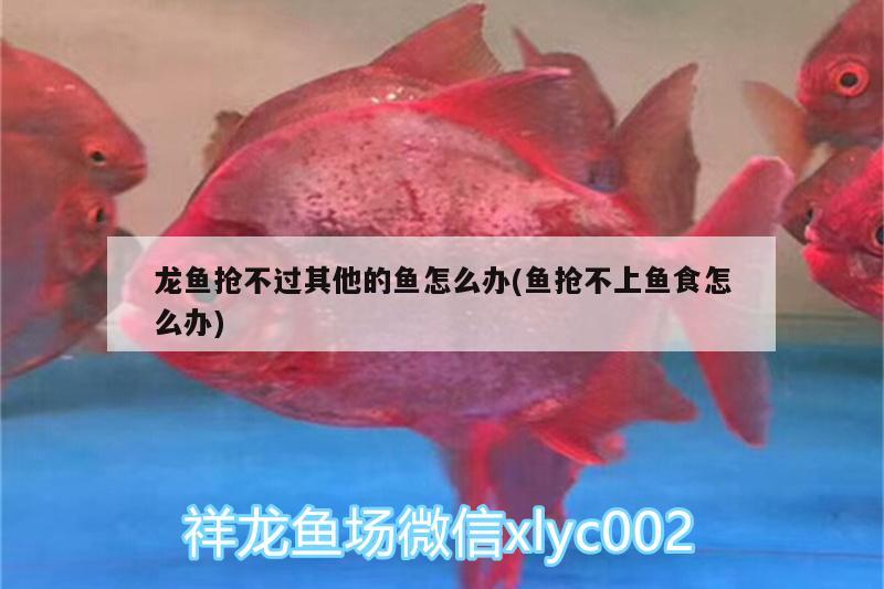 龍魚搶不過其他的魚怎么辦(魚搶不上魚食怎么辦) 水族維護服務（上門）