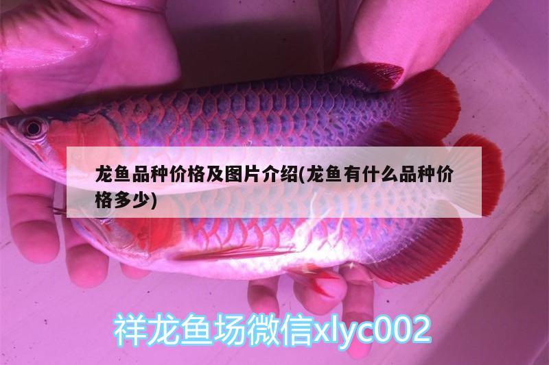 龍魚品種價格及圖片介紹(龍魚有什么品種價格多少)