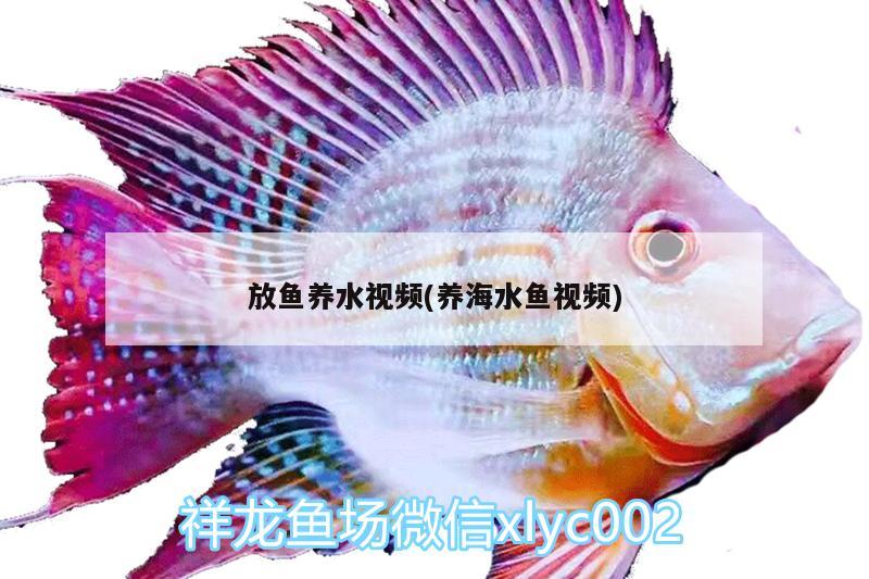 東北最大觀賞魚市場有哪些？東北觀賞魚市場，東北最大觀賞魚市場有哪些東北最大觀賞魚市場有哪些