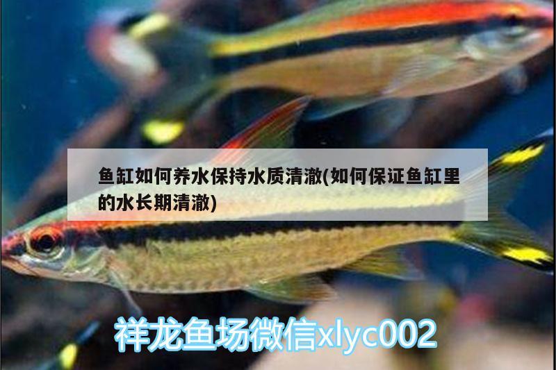 魚缸如何養(yǎng)水保持水質(zhì)清澈(如何保證魚缸里的水長期清澈) 祥龍赫舞紅龍魚