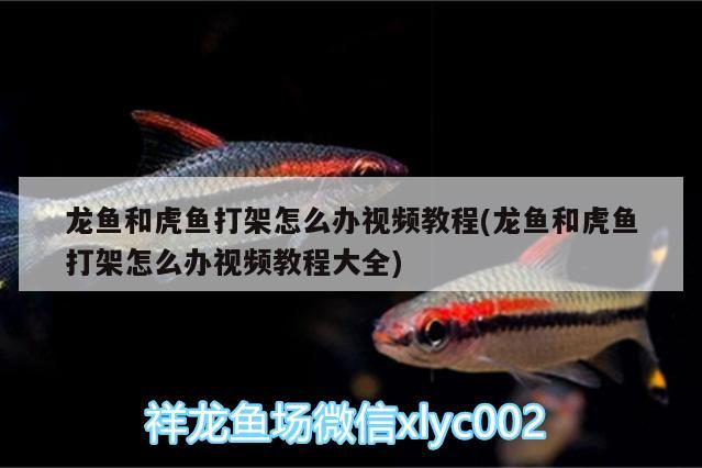 龍魚和虎魚打架怎么辦視頻教程(龍魚和虎魚打架怎么辦視頻教程大全)