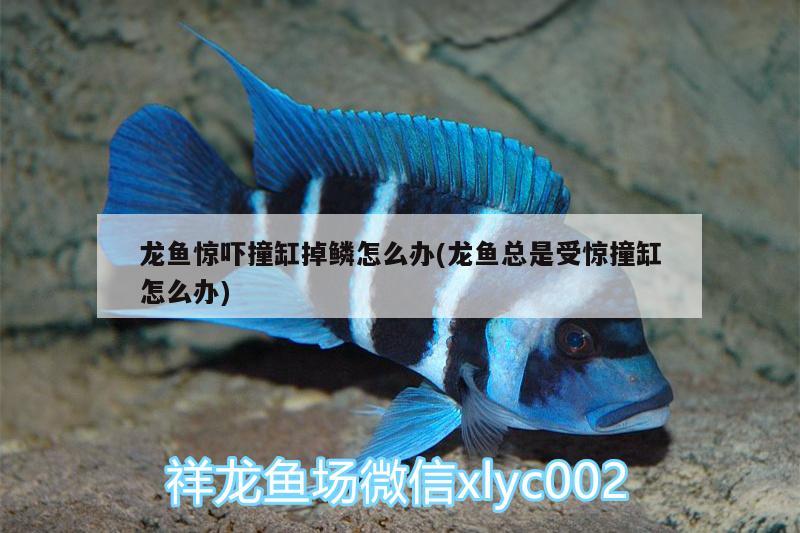 龍魚驚嚇撞缸掉鱗怎么辦(龍魚總是受驚撞缸怎么辦) 蝴蝶鯉魚苗