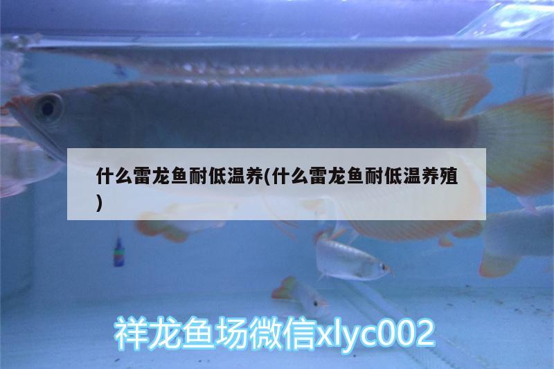 什么雷龍魚耐低溫養(yǎng)(什么雷龍魚耐低溫養(yǎng)殖)