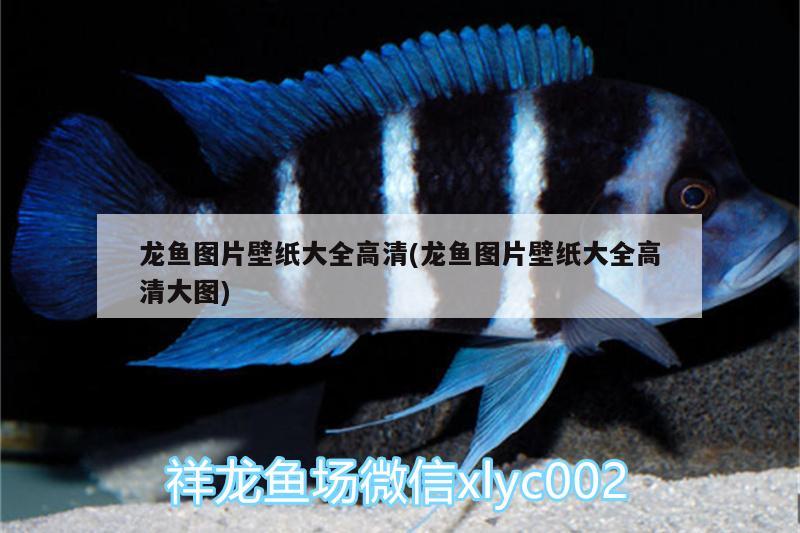 龍魚(yú)圖片壁紙大全高清(龍魚(yú)圖片壁紙大全高清大圖)