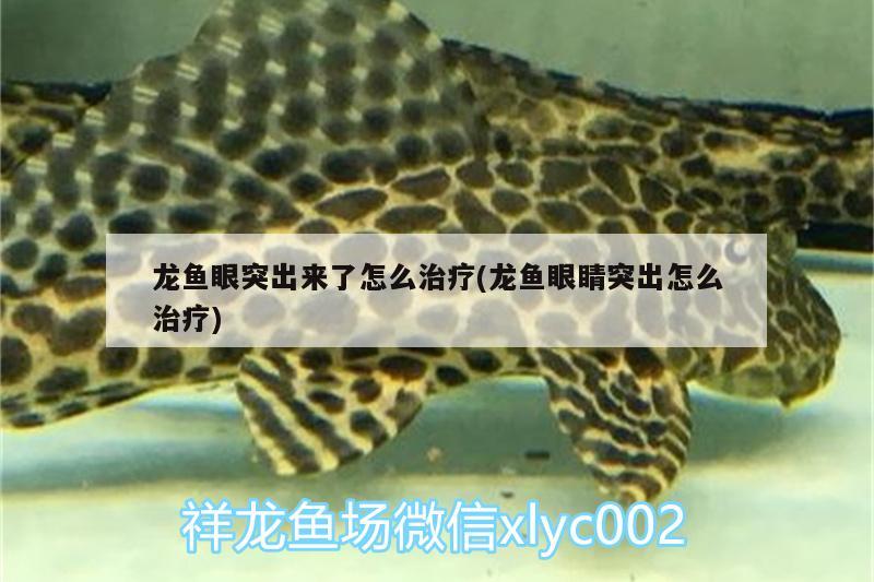 龍魚眼突出來了怎么治療(龍魚眼睛突出怎么治療)