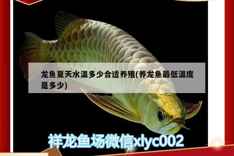 龍魚(yú)夏天水溫多少合適養(yǎng)殖(養(yǎng)龍魚(yú)最低溫度是多少) 金龍魚(yú)糧