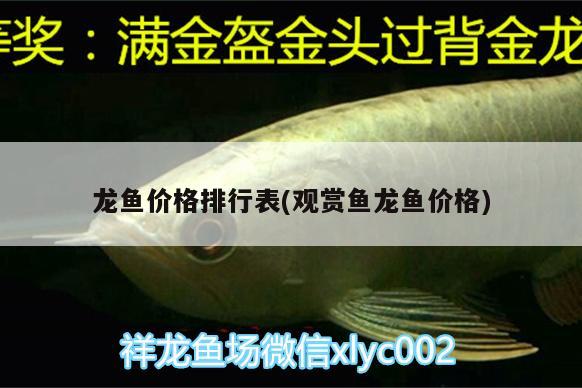 龍魚價格排行表(觀賞魚龍魚價格) 泰國虎魚