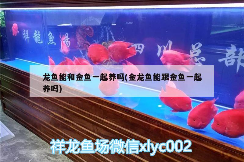 龍魚能和金魚一起養(yǎng)嗎(金龍魚能跟金魚一起養(yǎng)嗎)