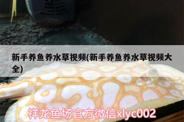 新手養(yǎng)魚養(yǎng)水草視頻(新手養(yǎng)魚養(yǎng)水草視頻大全) 水草