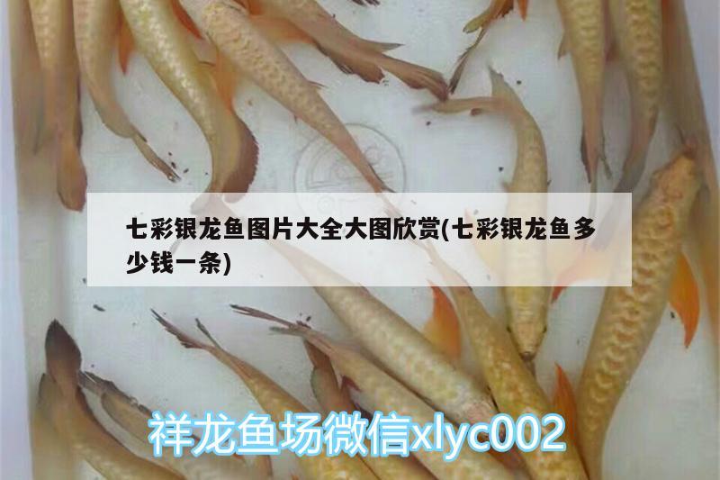 七彩銀龍魚圖片大全大圖欣賞(七彩銀龍魚多少錢一條)